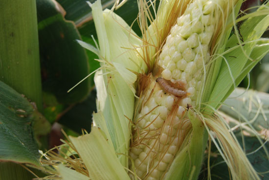玉米螟防治
