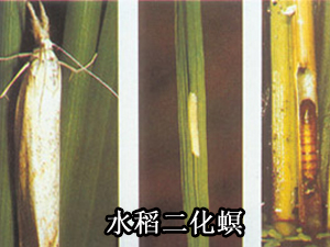 水稻二化螟防治