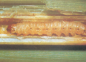 Prevention and control the Rice Sesamia inferens Walker